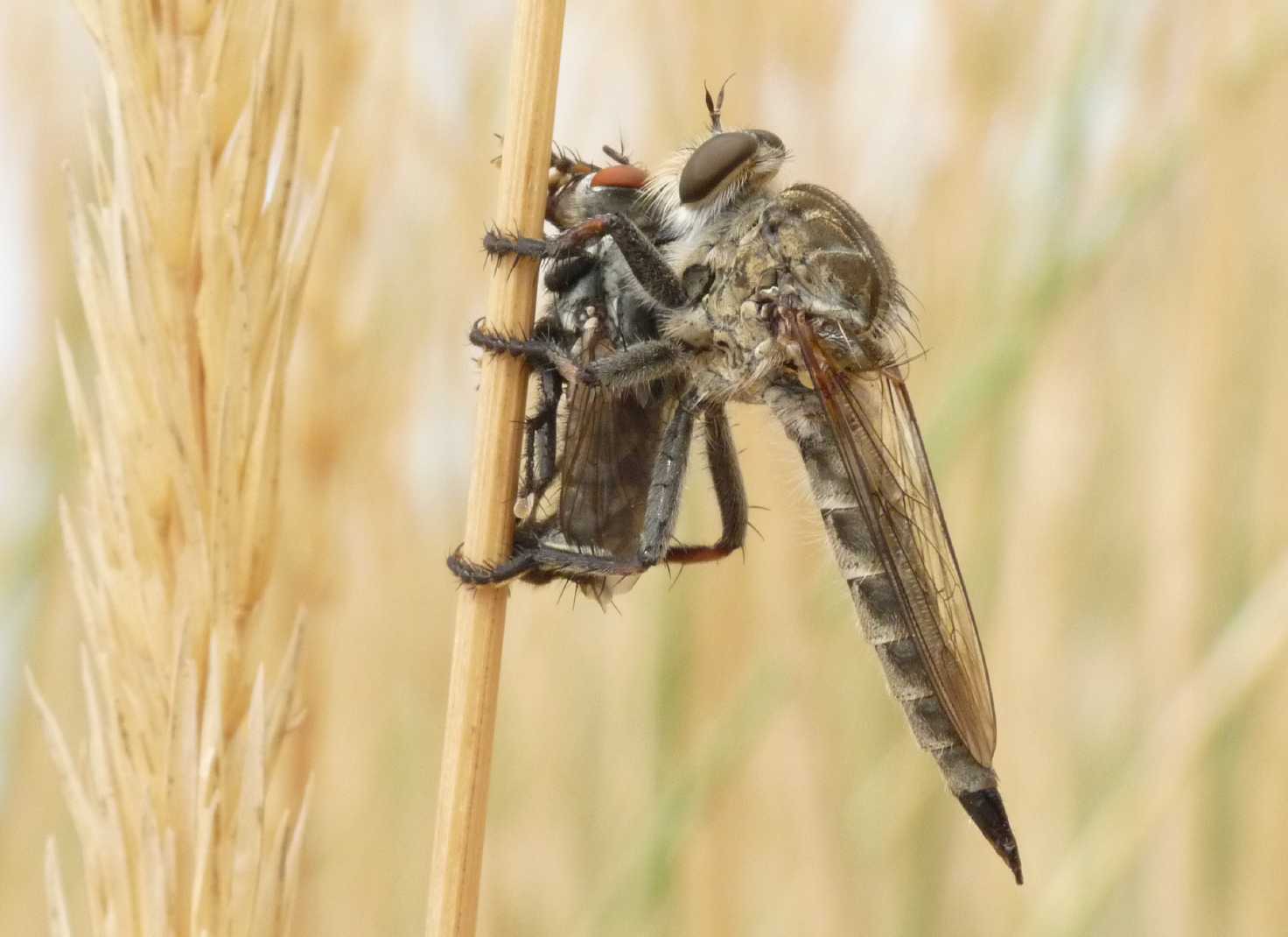 Galleria di insetti predatori e loro prede